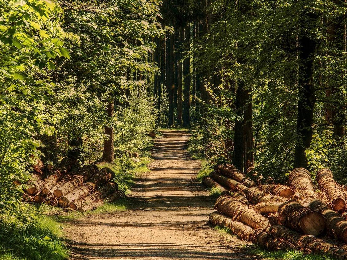 Forêt domaniale de Montmorency