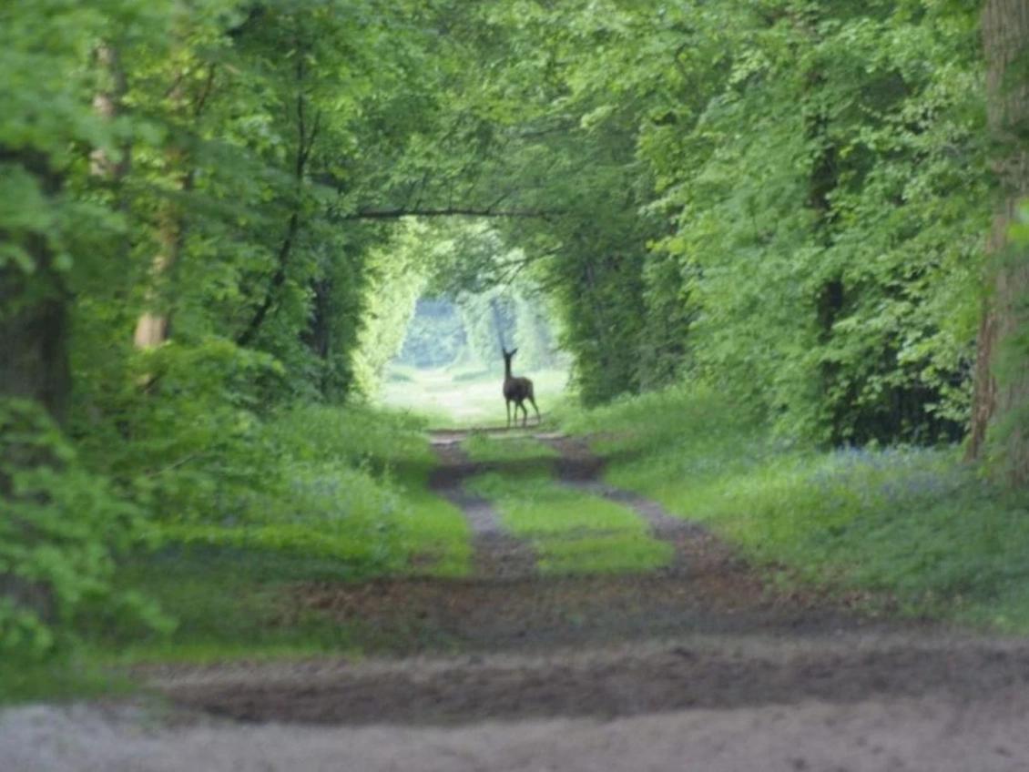 Forêt domaniale de Chantily