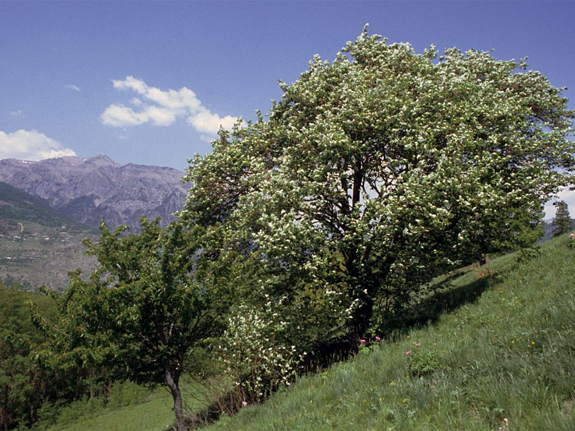 Alisier (Sorbus)