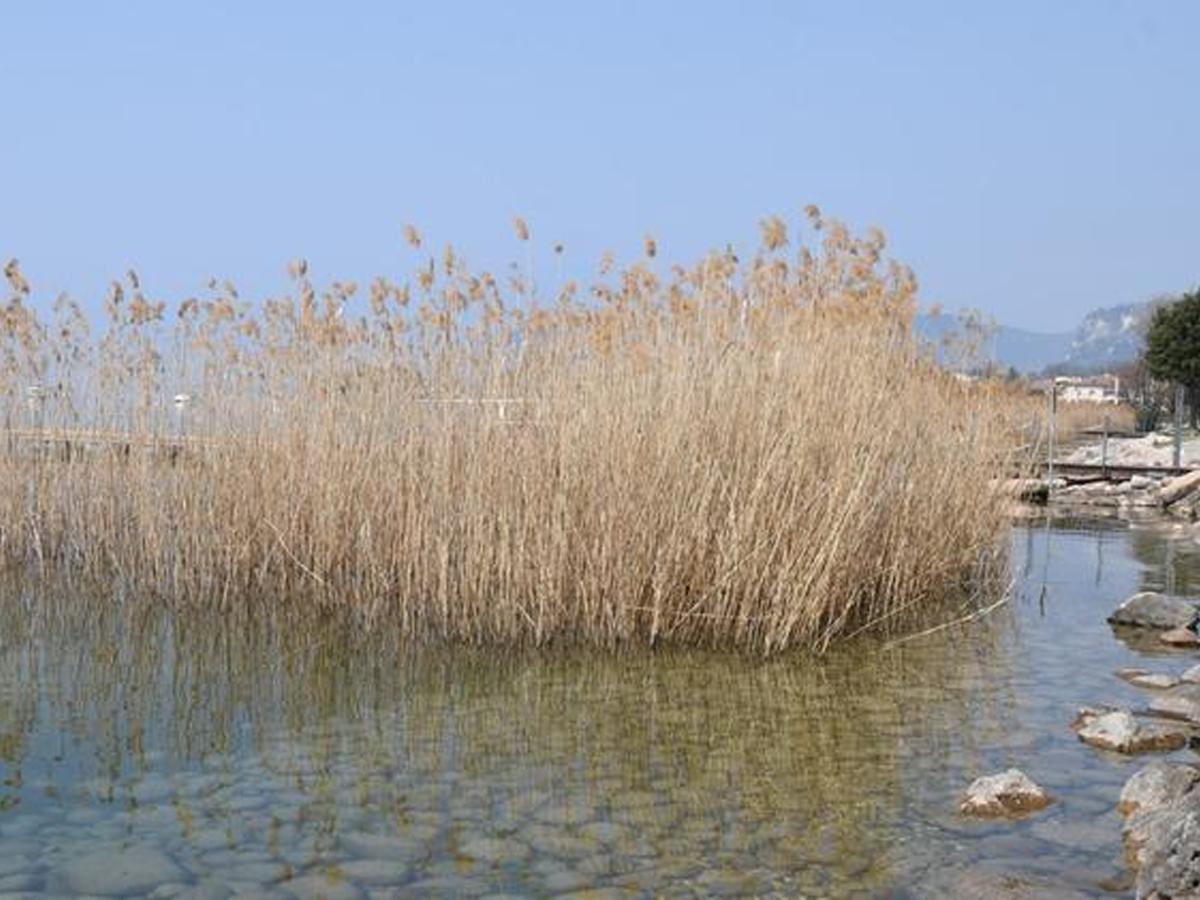 Lago di Garda (ROSELIÈRE SUPPOSÉE)