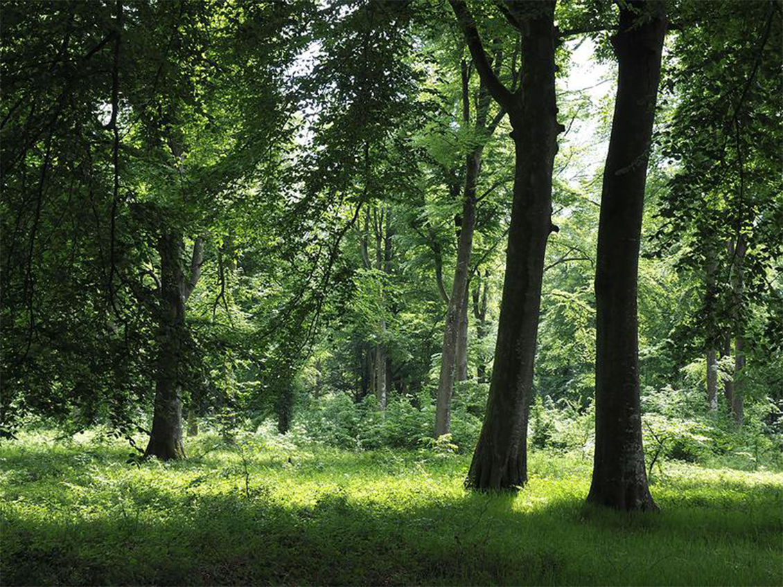 Forêt domaniale de Crécy