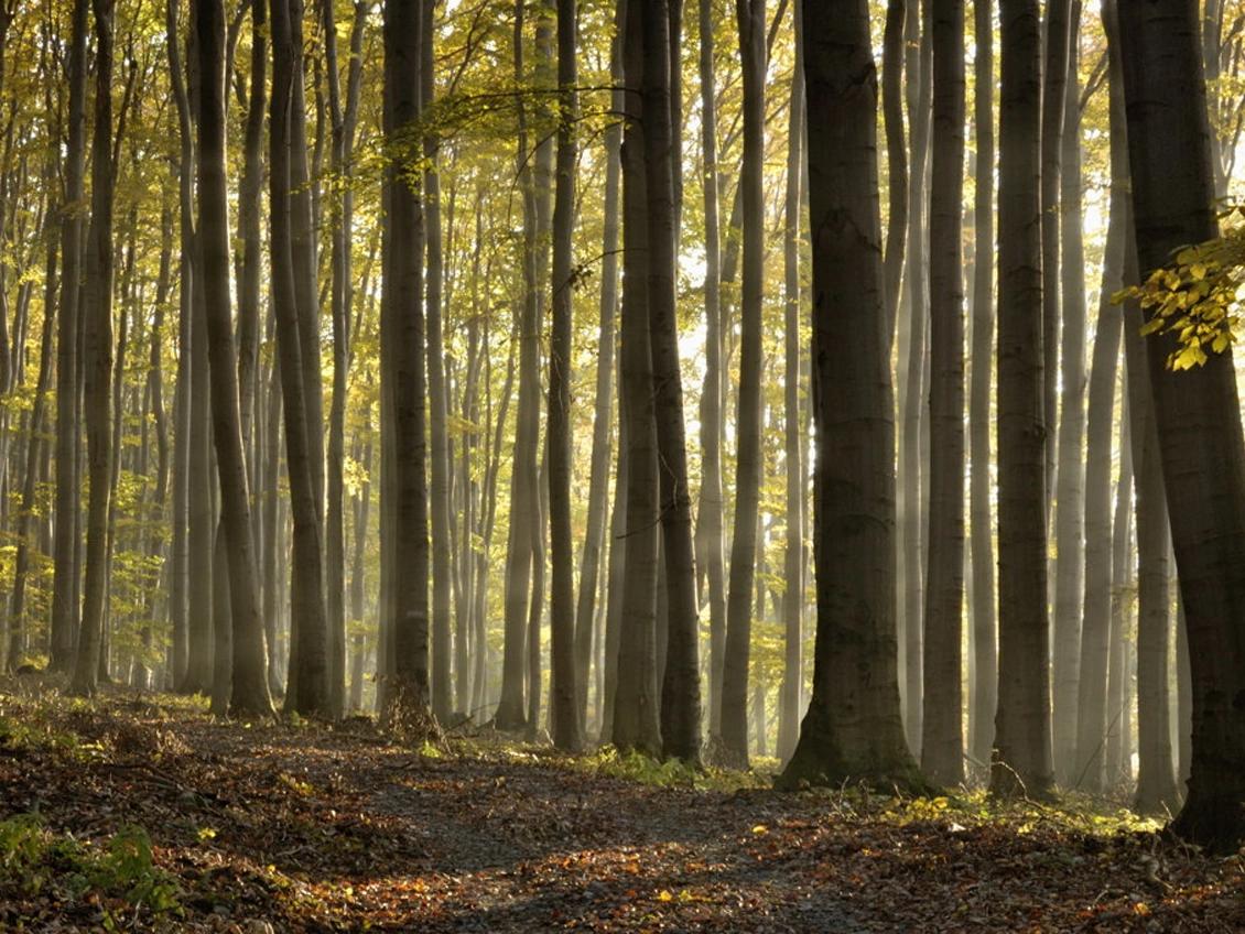 Forêt domaniale de Lyon