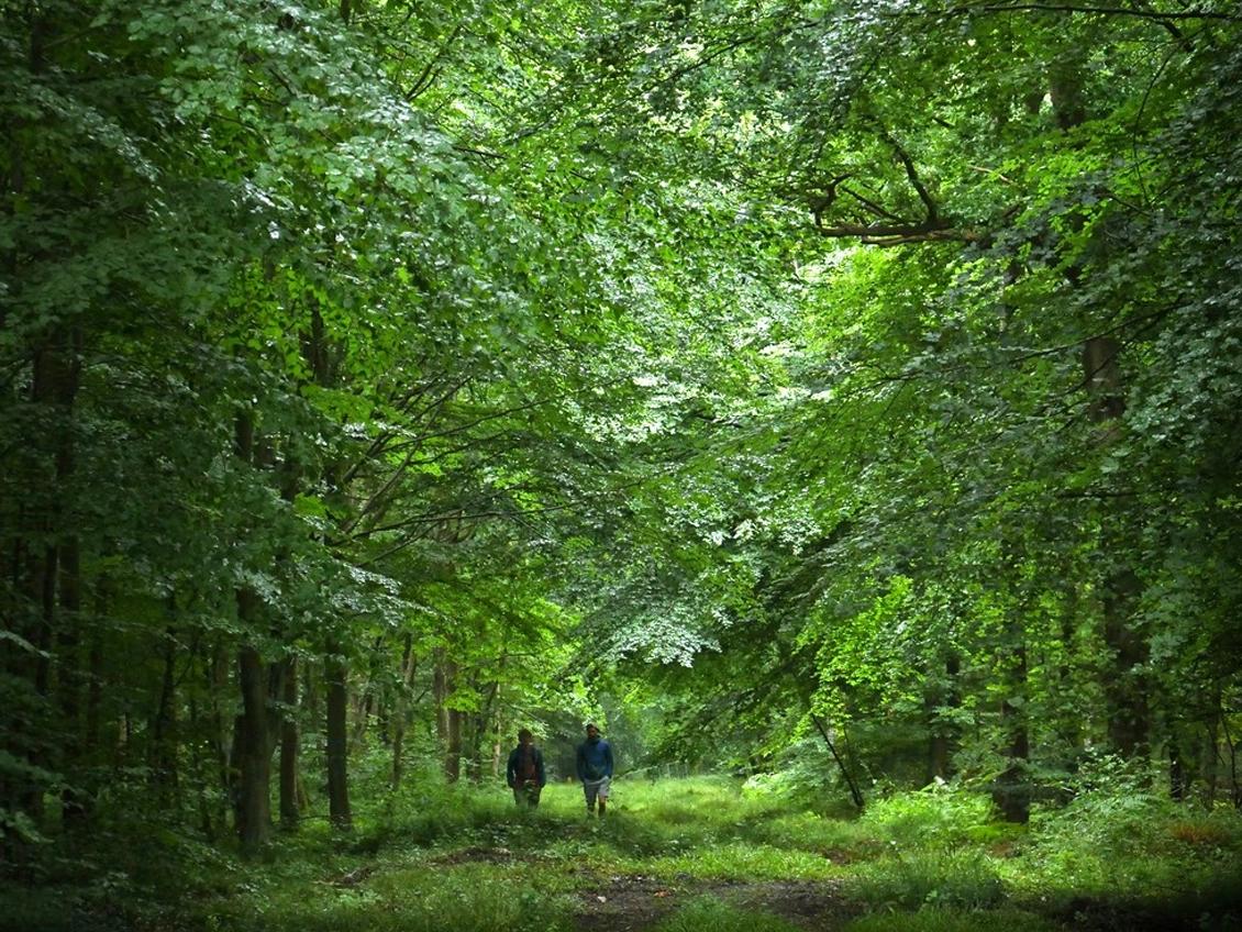 Forêt domaniale d'Eu