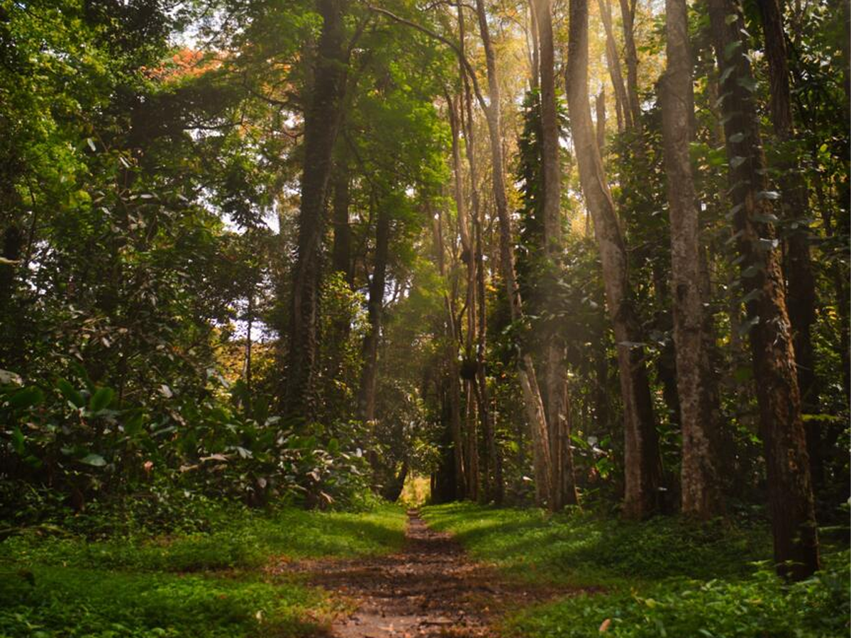 Forêt domaniale d'Ourscamp-Carlepont