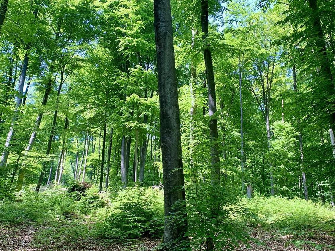 Forêt domaniale de Hez-Froidmont