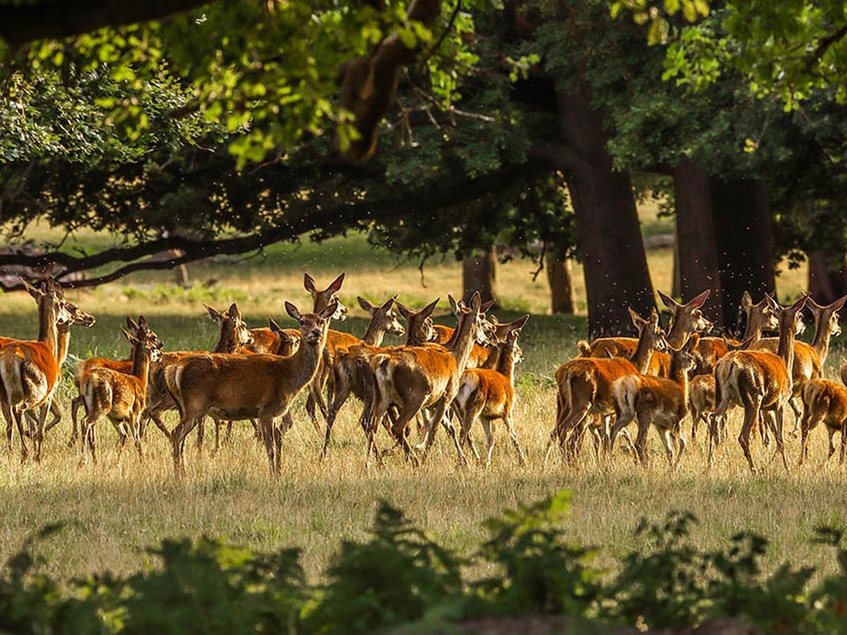 Forêt domaniale de Perseigne