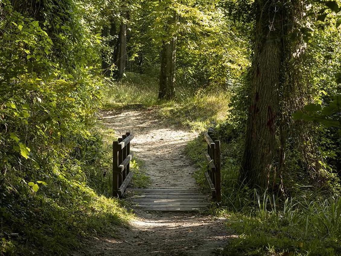 Forêt domaniale de Carnelle