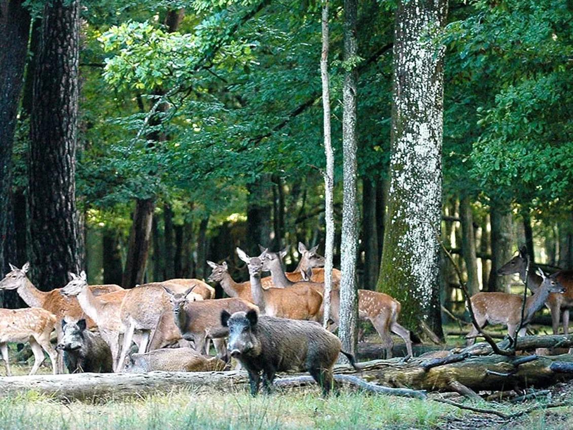 Forêt domonale de Rambouillet