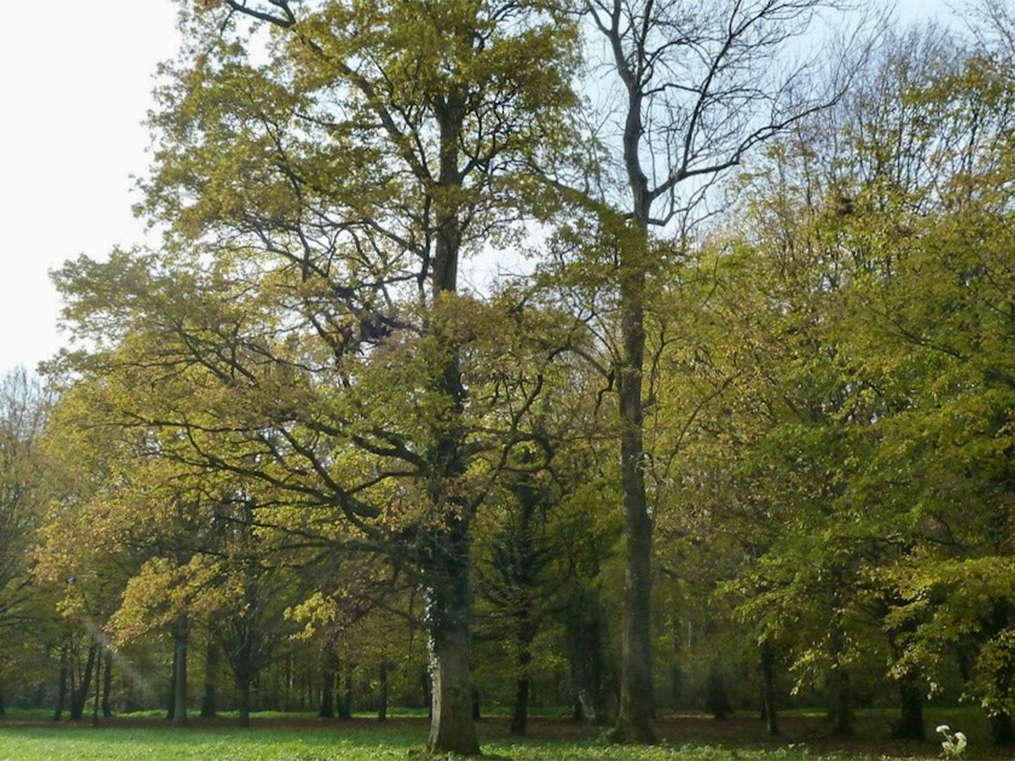 Forêt domaniale d’Armainvilliers