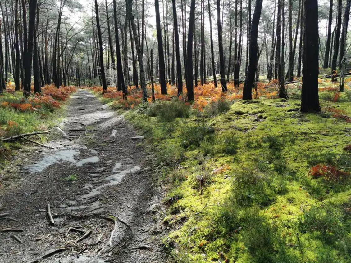 Forêt domaniale de Châtres Et Liverdy