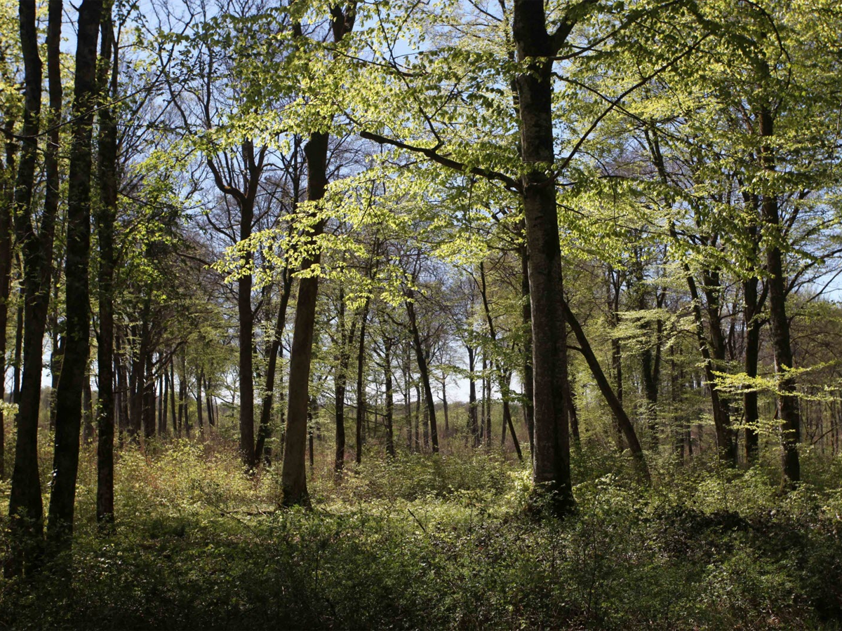Forêt de Châtillon-sur-Seine