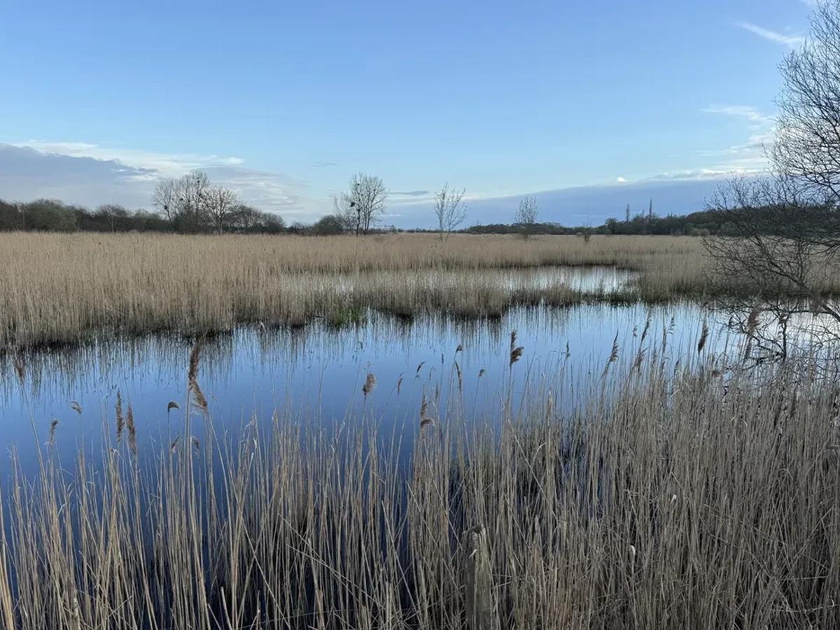 Roselières de Brière