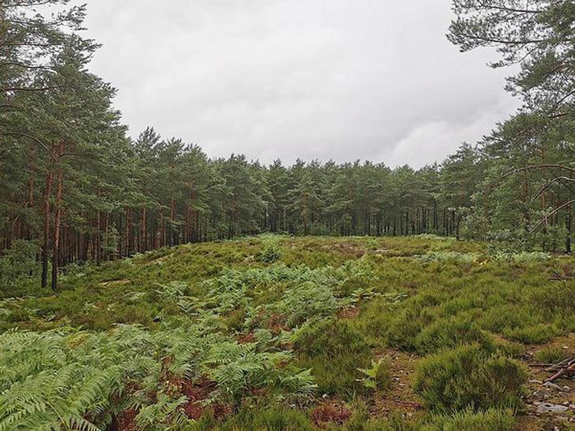 Forêt domaniale d'Ermenonville