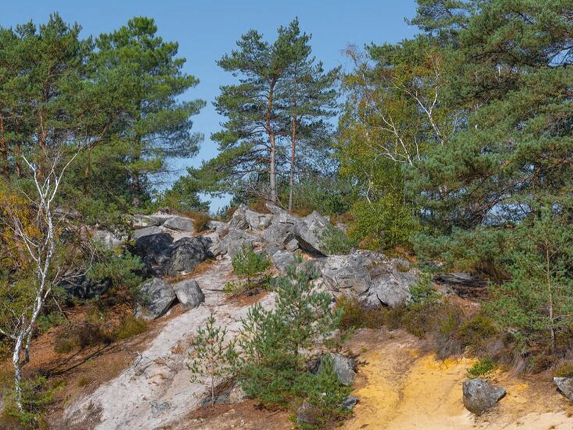 Forêt domaniale de Villefermoy
