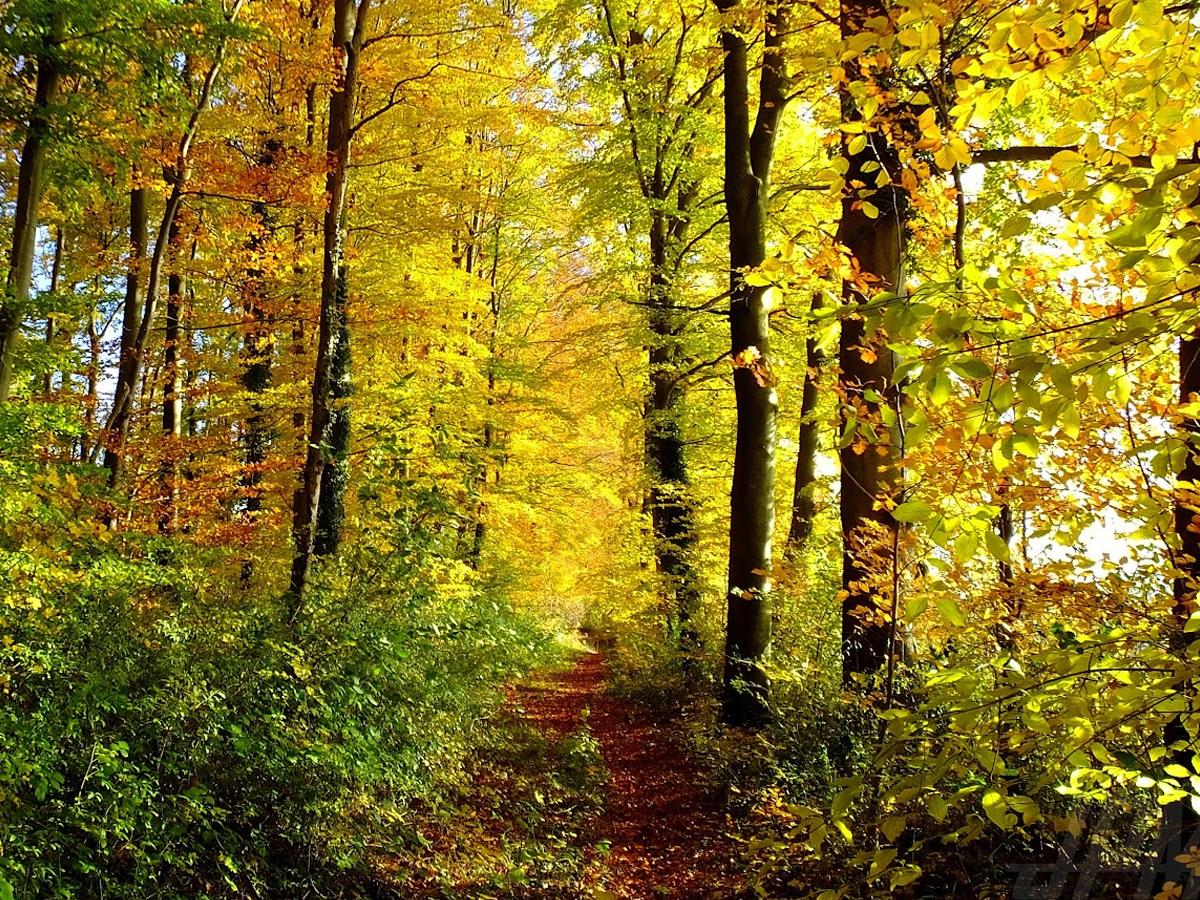 Forêt domaniale de Malmifait