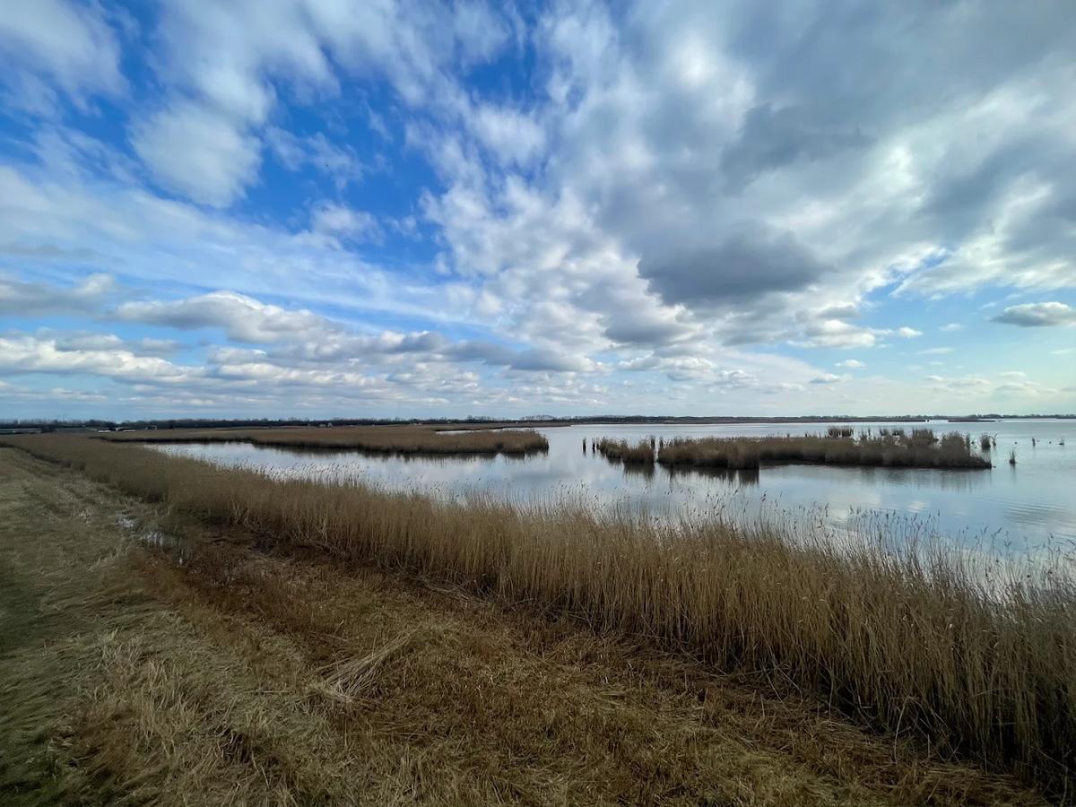 Virágoskúti madárles (ROSELIÈRE SUPPOSÉE)