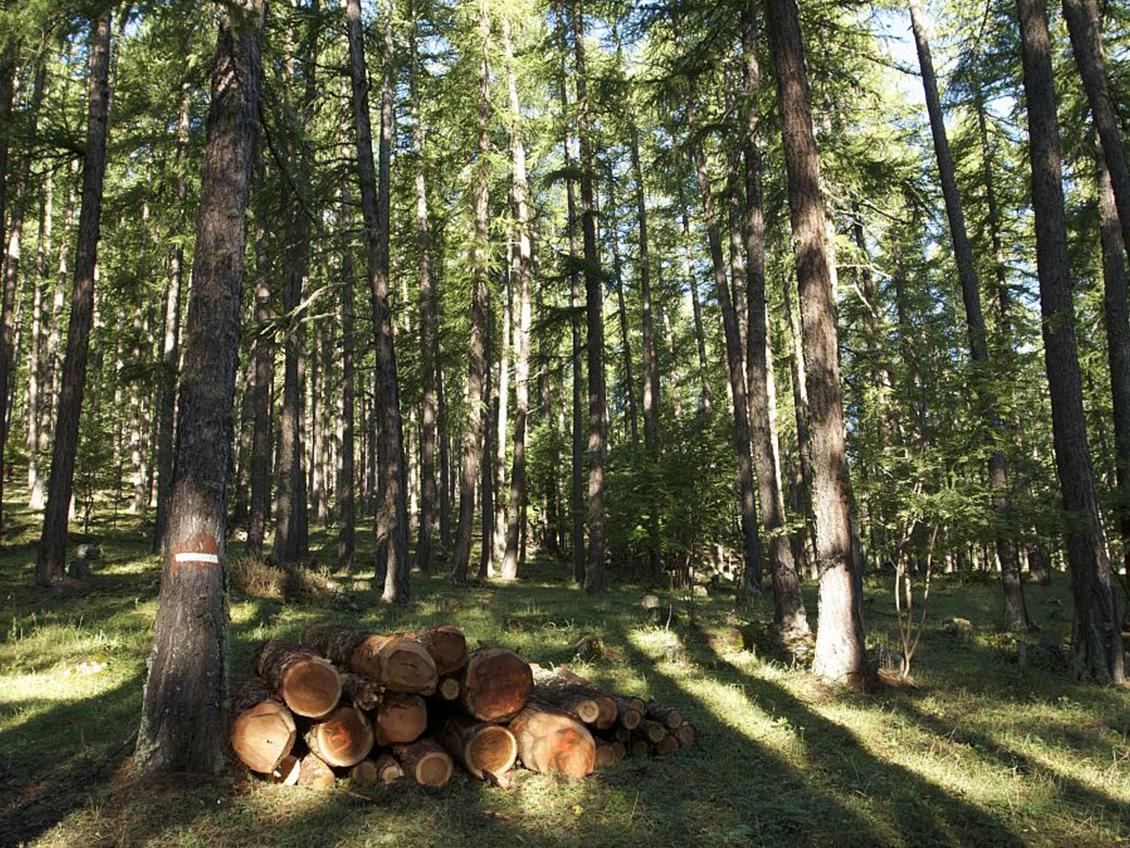 Forêt domaniale de Champagne