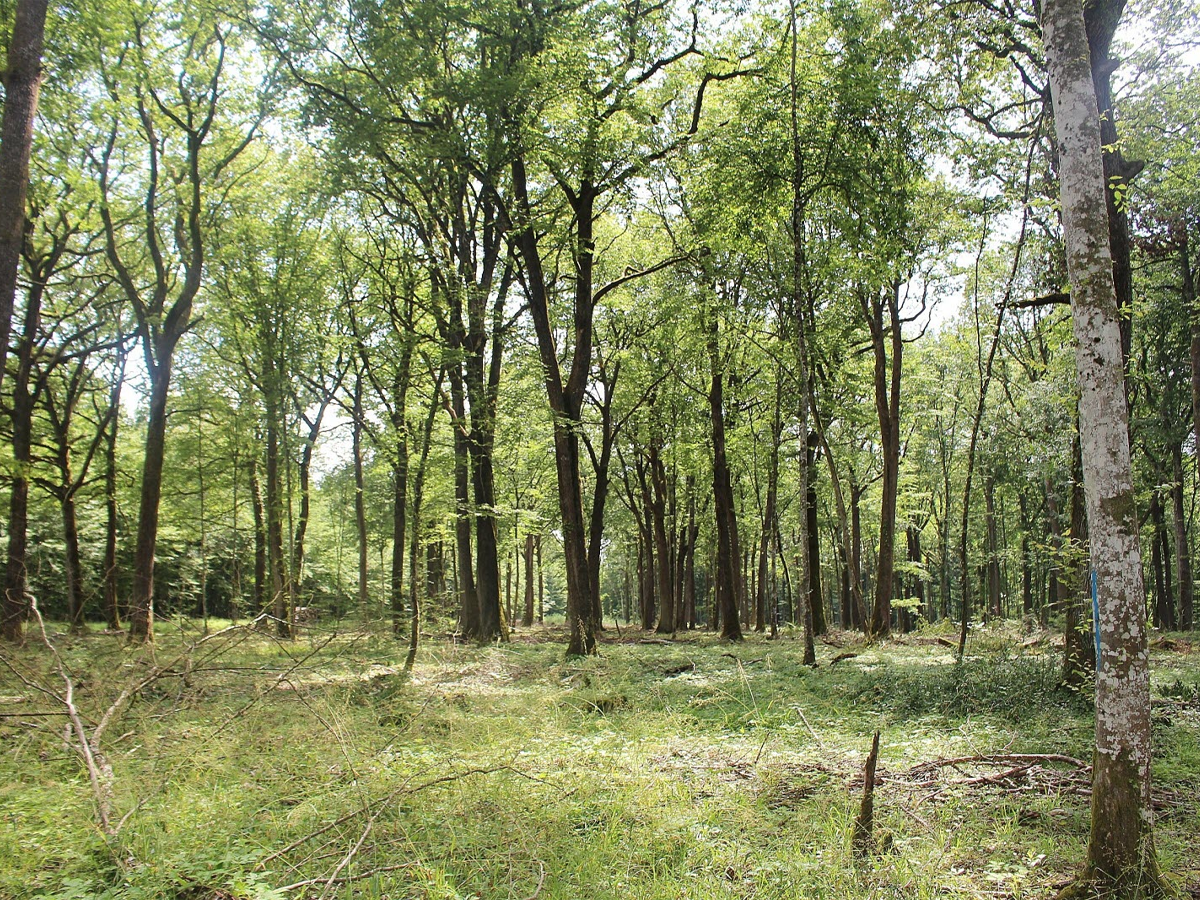 Forêt domaniale de Cîteaux