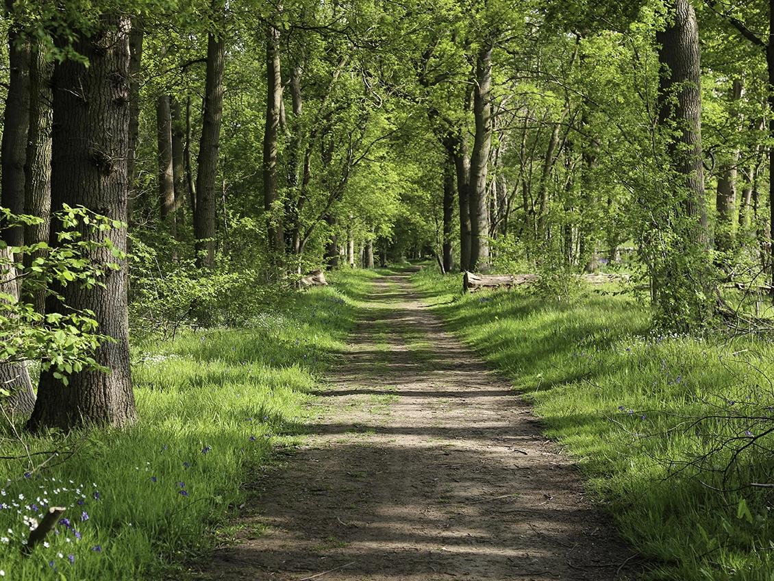 Forêt domaniale de Barbeau