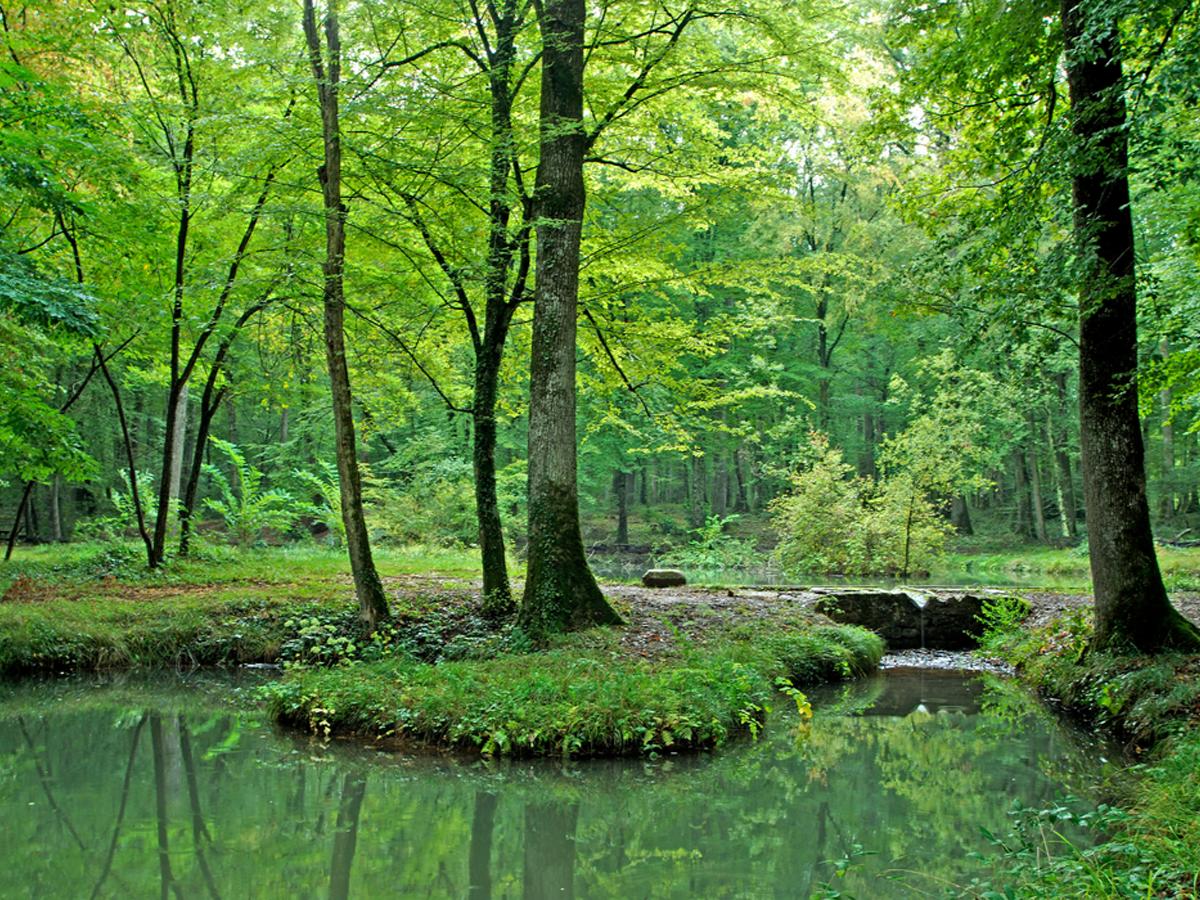 Forêt domaniale des Bertranges
