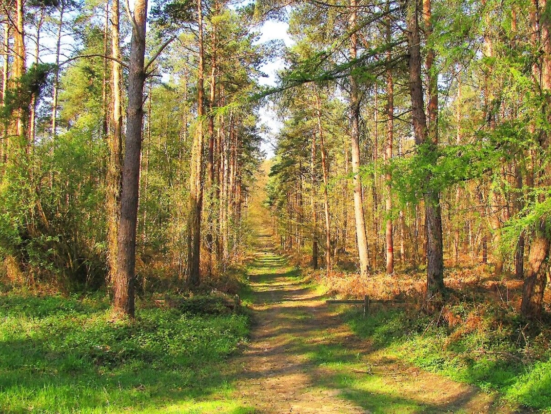 Forêt domaniale de Laigue