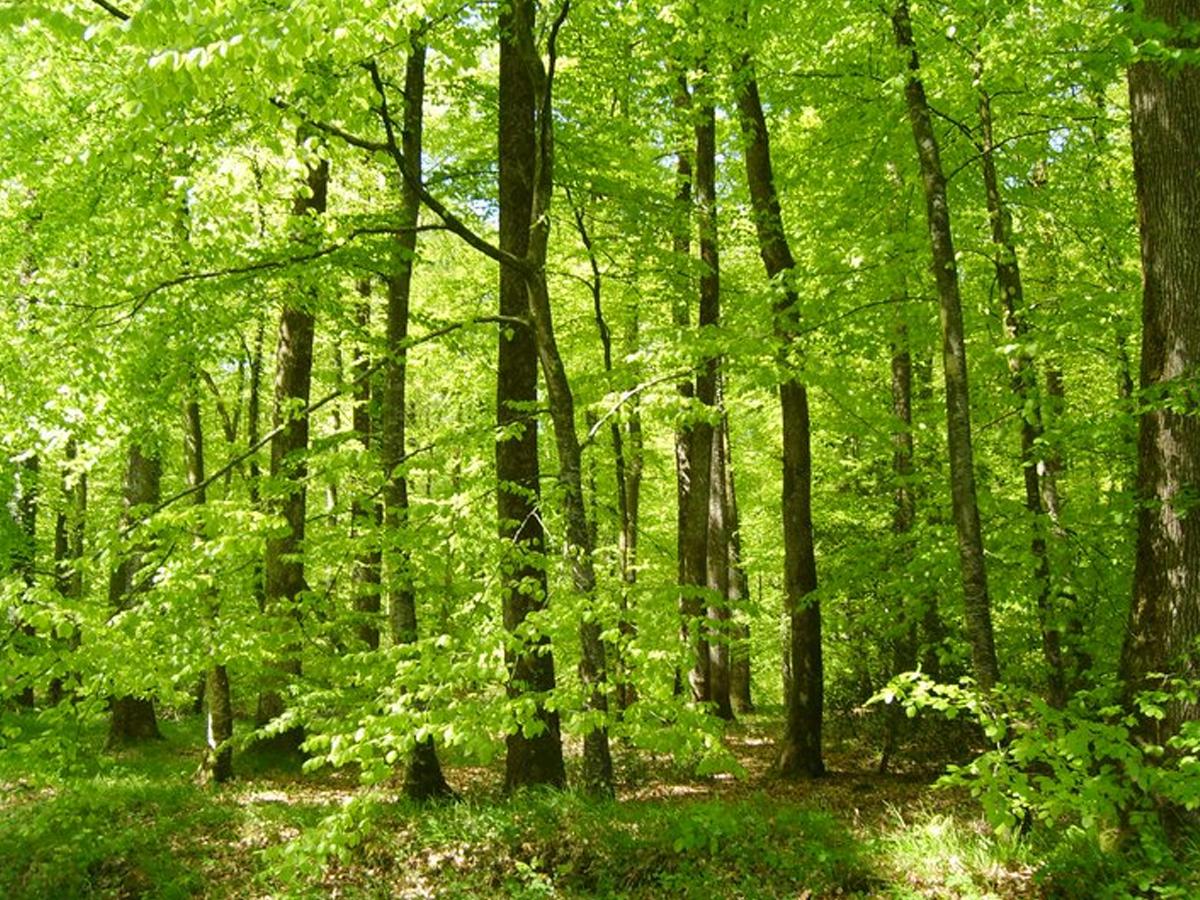 Forêt domaniale de Bellème