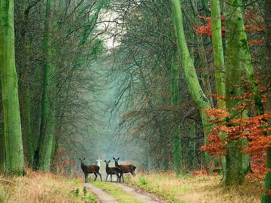 Forêt domaniale de Compiégne