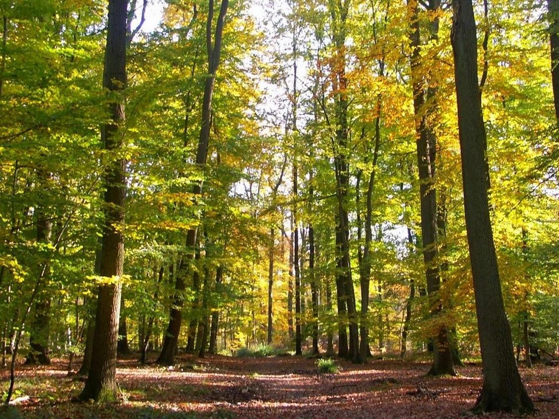 Forêt domaniale d'Halatte