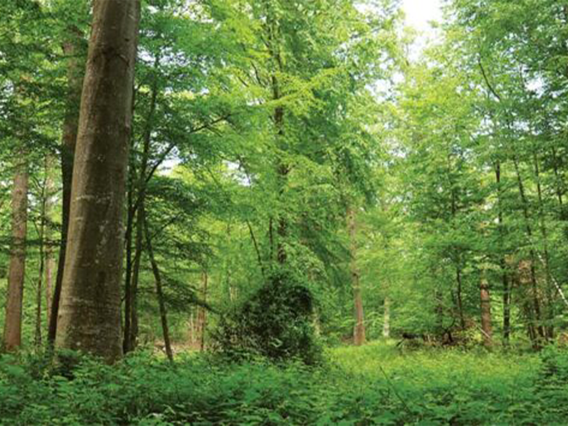 Forêt domaniale de Jouy