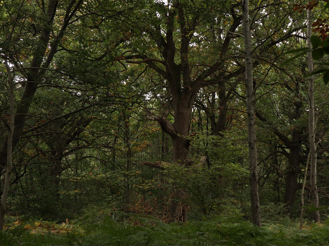 Forêt domaniale de La Grange
