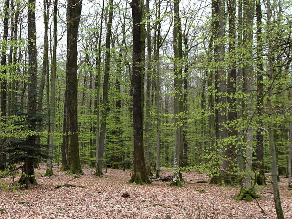 Forêt domaniale du Perche et de la Trappe