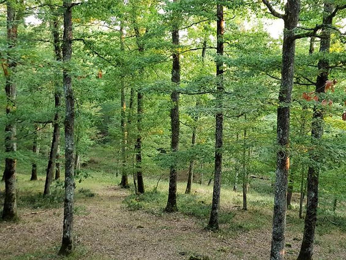 Forêt domaniale de Grains