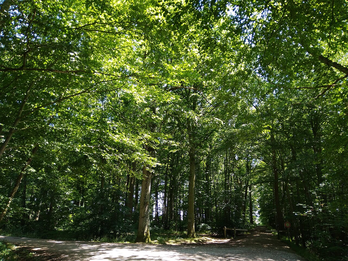 Forêt domaniale de Creuse