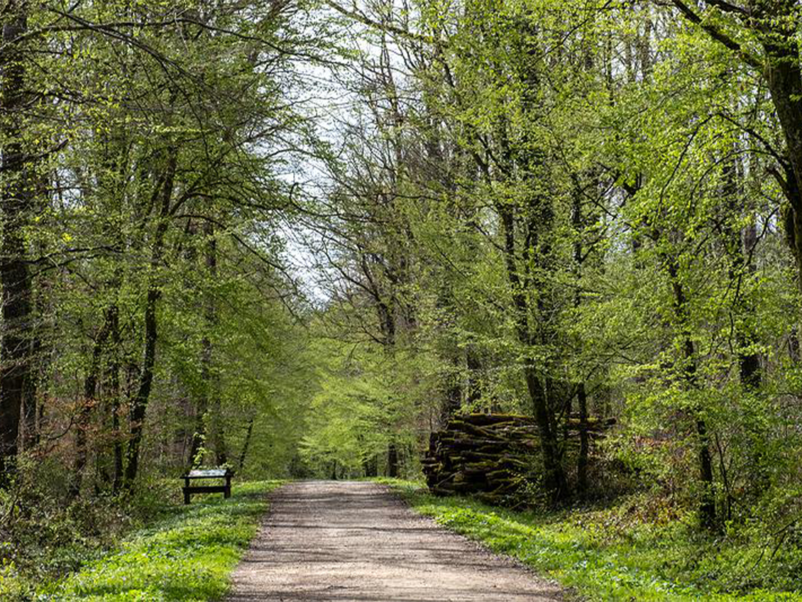 Forêt domaniale de Brimbois