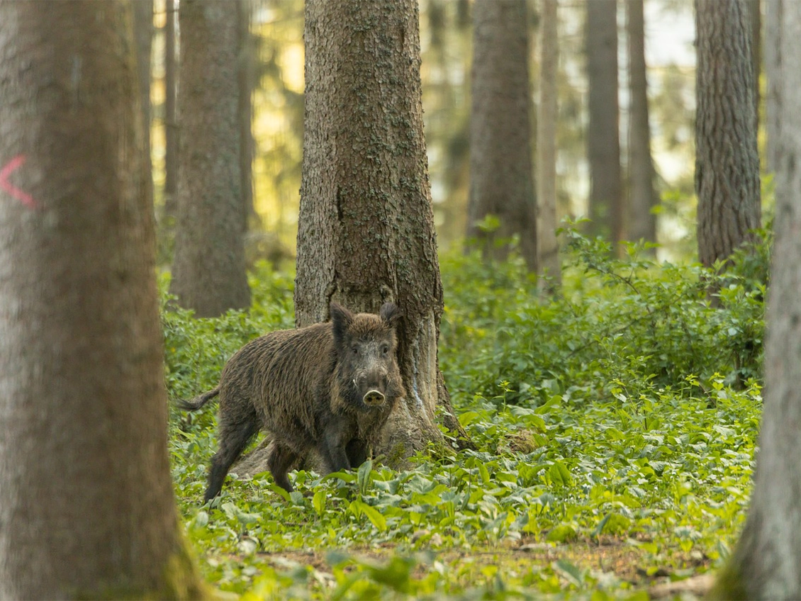 Forêt domaniale de Beaucamps-le-Jeune