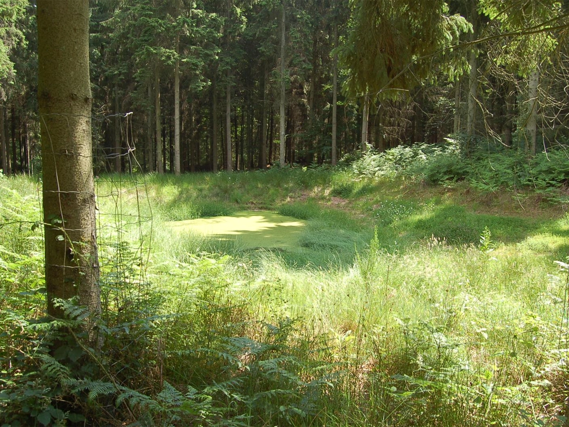 Forêt domaniale de Thelle
