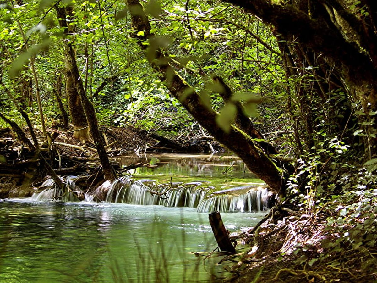 Forêt domaniale de Val Suzon