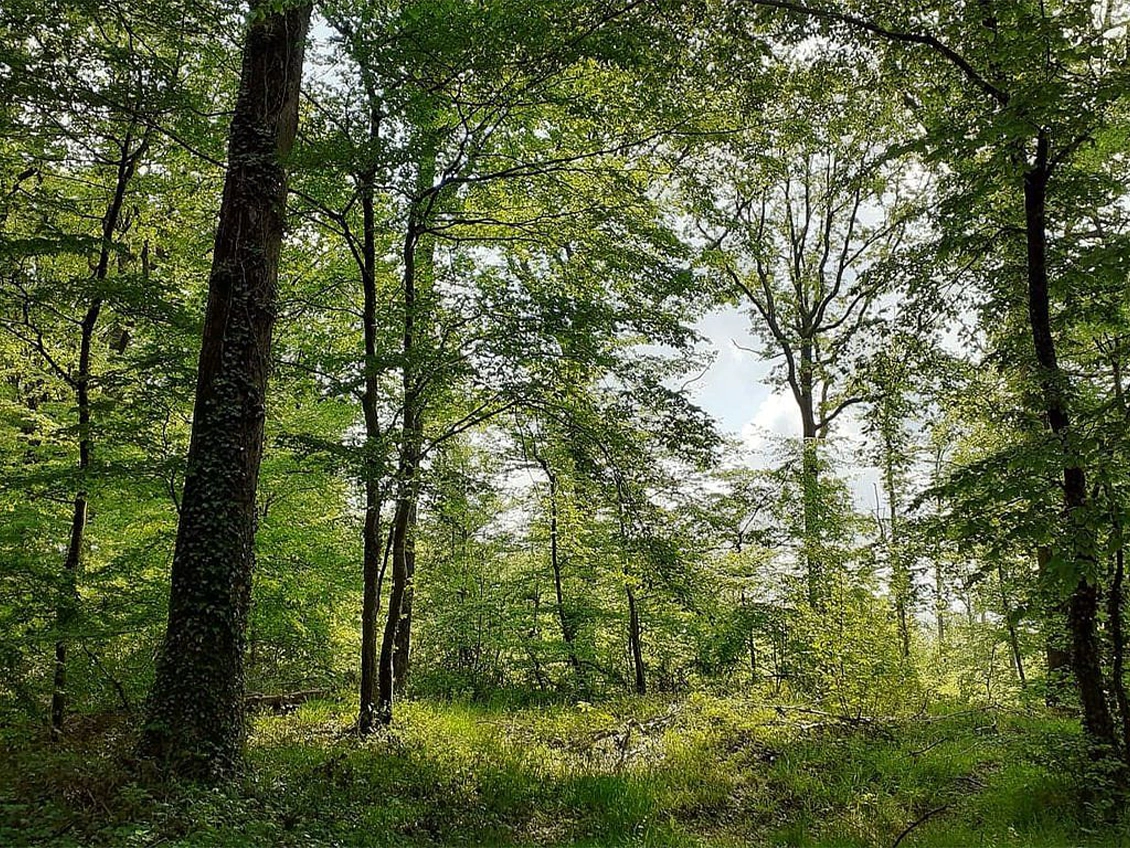 Forêt domaniale de Nanteau-Poligny