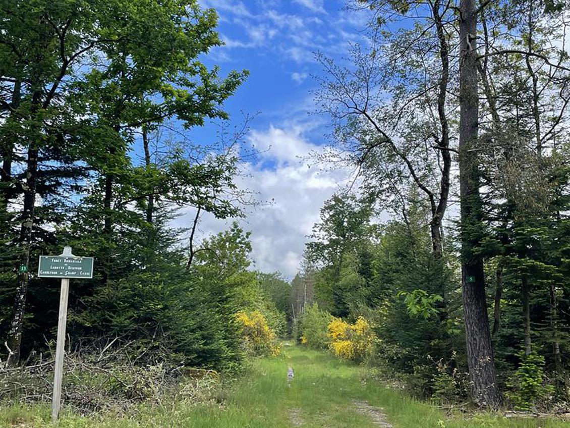 Forêt domaniale de Coubert