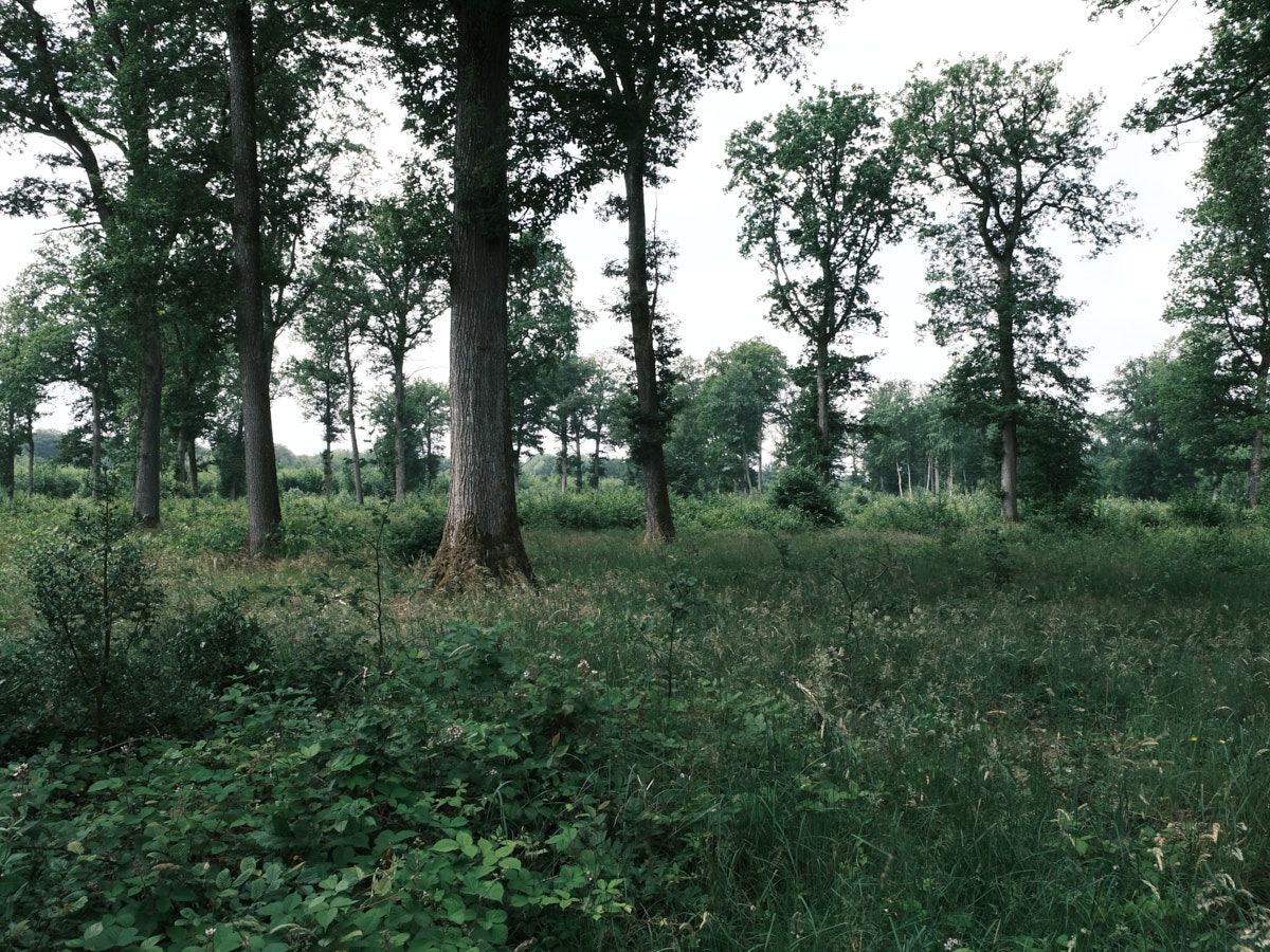 Forêt de Fontainebleau
