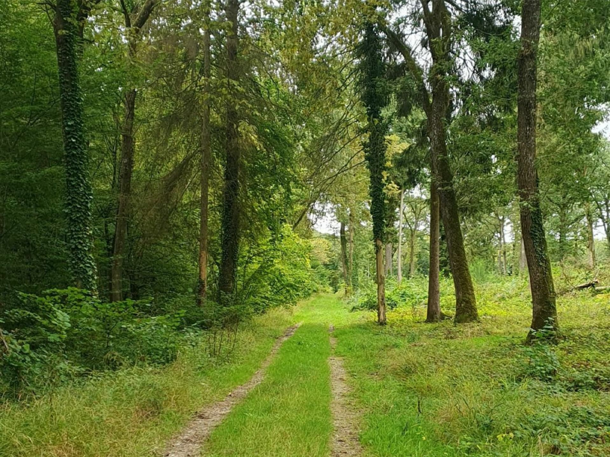 Forêt de Vauluisant