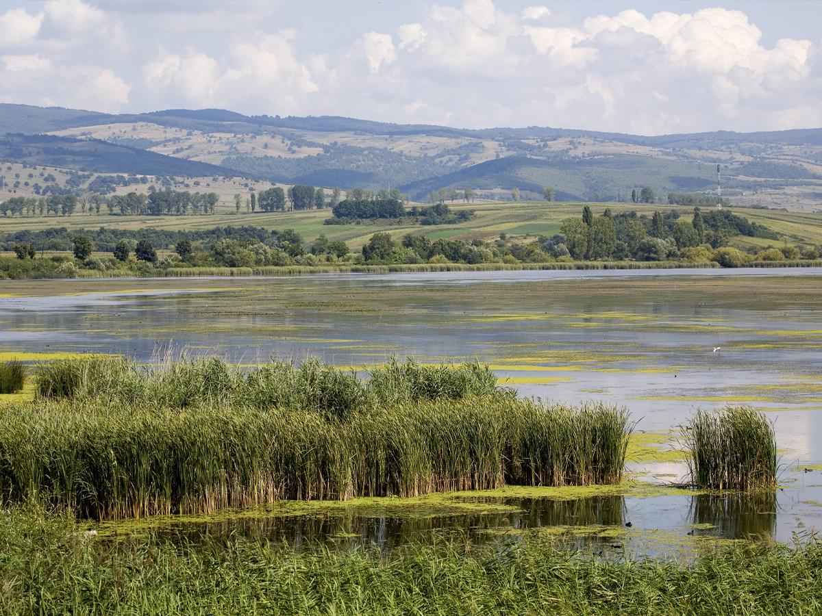 Lunca Dunării (ROSELIÈRE SUPPOSÉE)