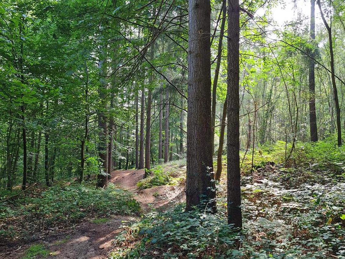 Forêt domaniale de Montceaux