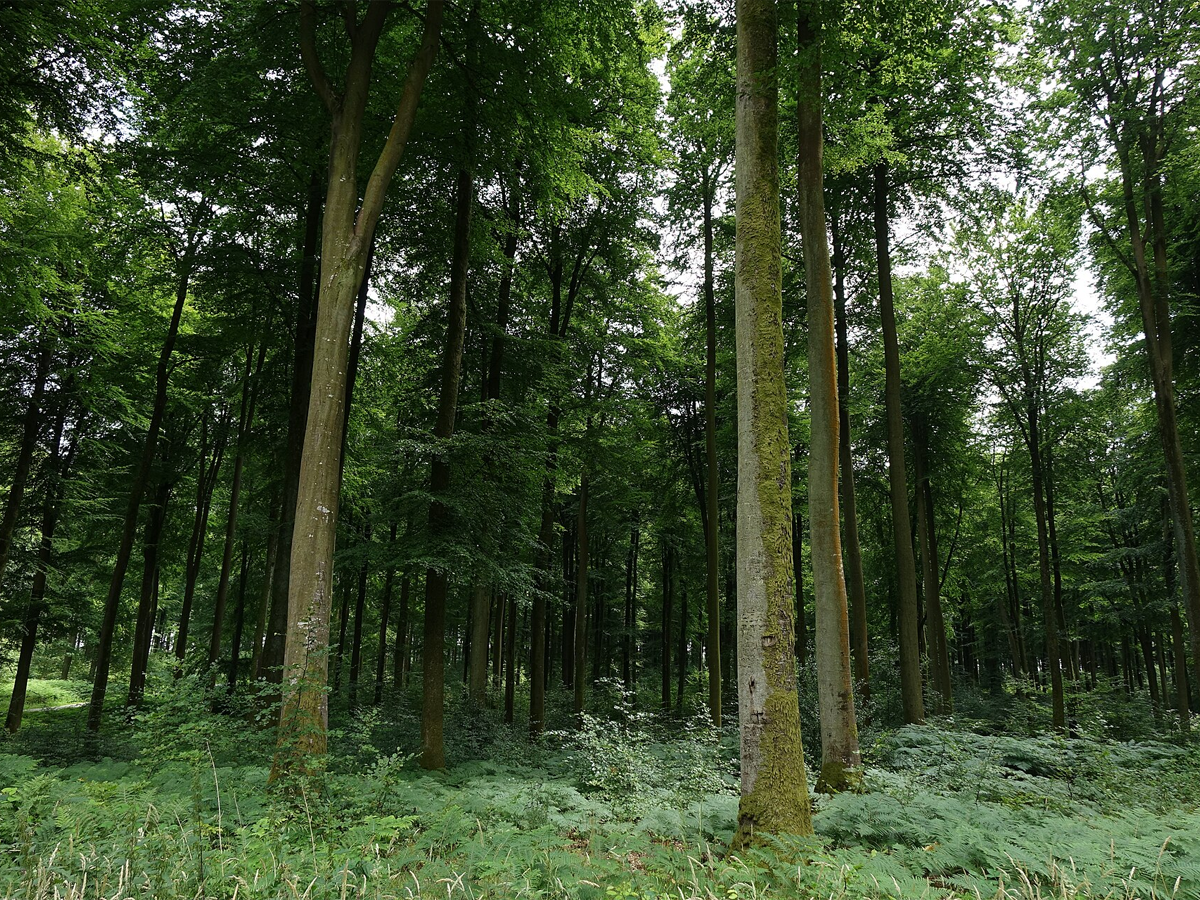 Forêt domaniale d'Eawy