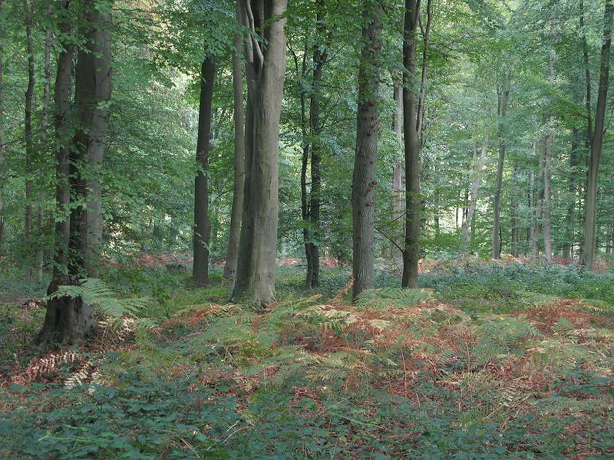 Forêt domaniale de Brotonne