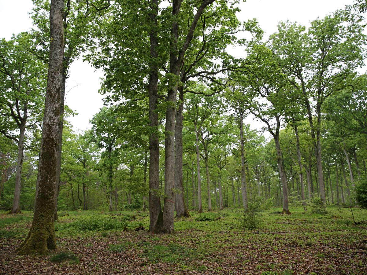 Forêt domaniale de Montargis