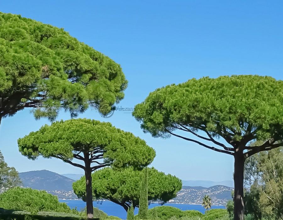 Exceptional property! A seven bedroom villa for rent in Les Parcs de Saint Tropez  6