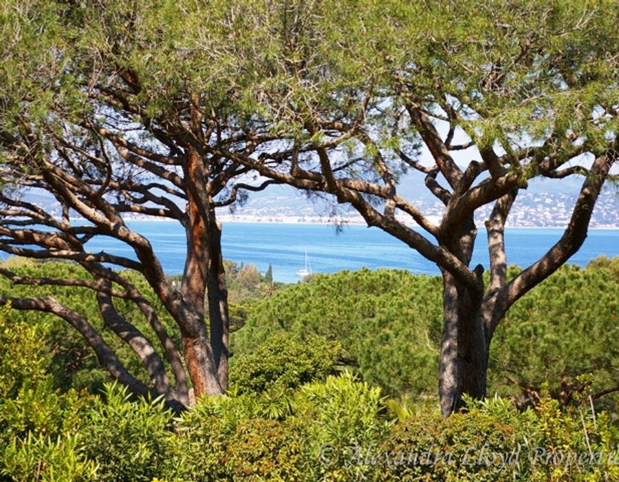 Capon - Saint Tropez 3