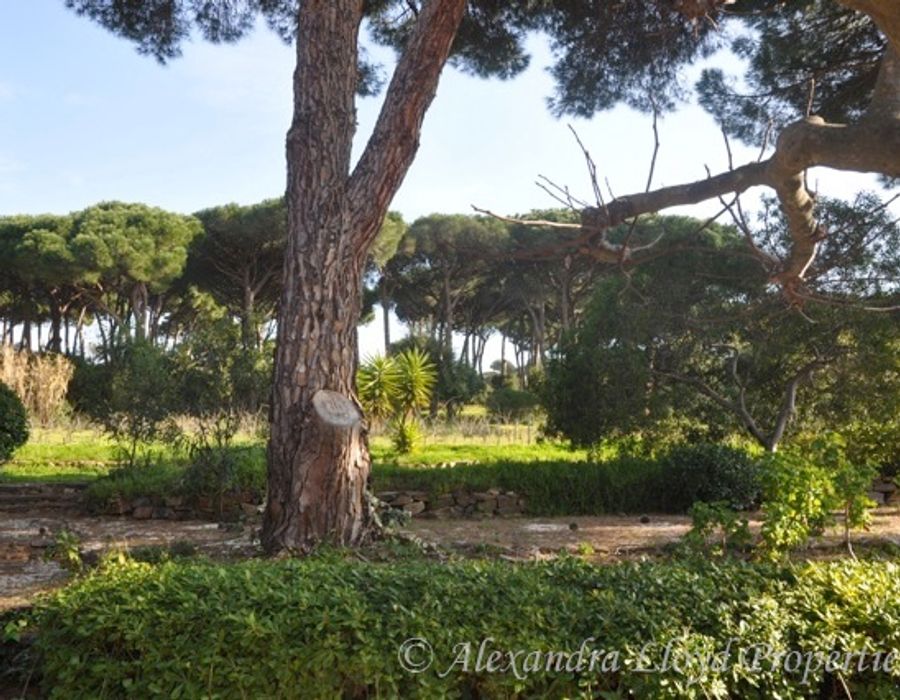 Canoubiers - Saint Tropez 3