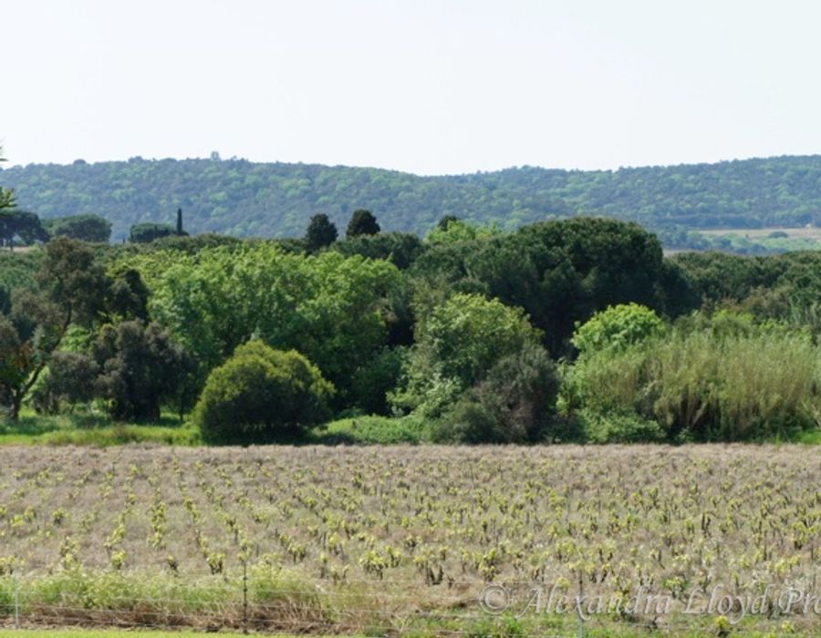 La Bastide de la Vigne - Saint Tropez 1